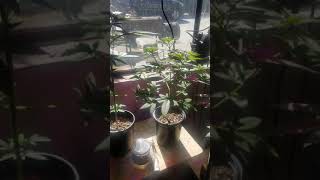 (Age  21+) Cannabis Strain J3 update #7