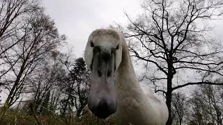 Swan discovers camera