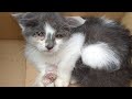 前脚がブラブラな子猫を保護しました。