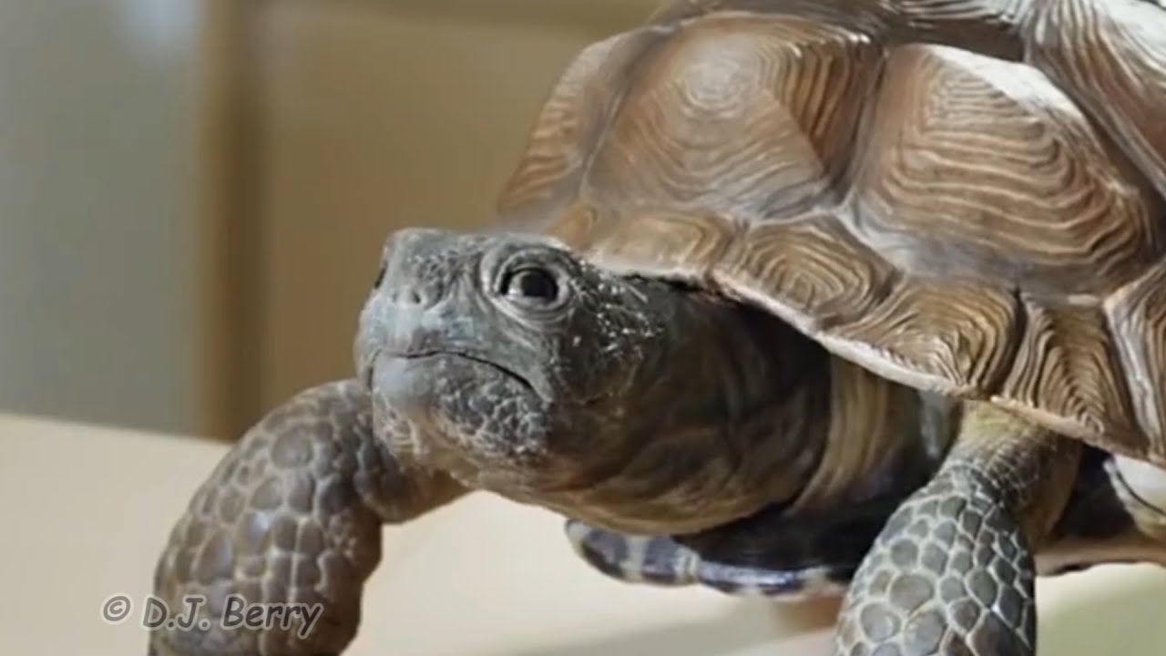 Never Tick Off A Turtle Youtube