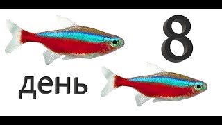 видео: Красный неон. День 8. Кормим  Подмениваем воду картинка: Красный неон. День 8. Кормим  Подмениваем воду