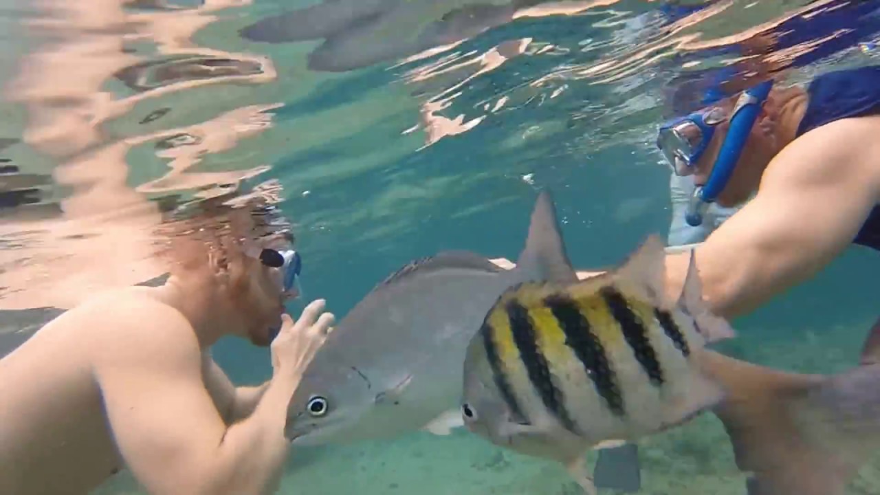 Family Snorkel 2015 YouTube