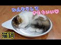 猫鍋】子猫と遊んでいたら疲れた子猫が猫鍋で寝ちゃいました 笑 - YouTube