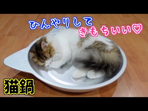 猫鍋】子猫と遊んでいたら疲れた子猫が猫鍋で寝ちゃいました 笑 - YouTube