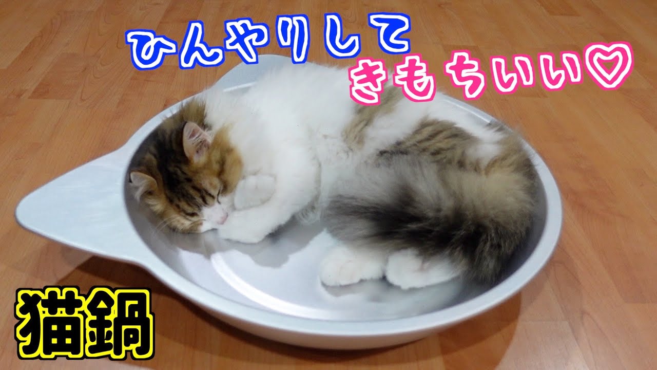 『タイムセール』仲良し猫鍋♡ 猫鍋】子猫と遊んでいたら疲れた子猫が猫鍋で寝ちゃいました 笑 - YouTube