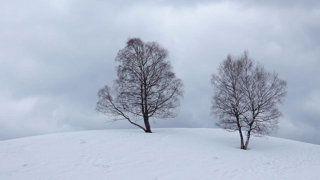 Winter birding in a French Alpine ski station