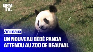 Le zoo de Beauval attend un nouveau bébé panda