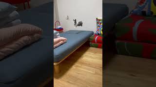 I Love Adorable Rabbits 🐇 #rabbit #bunny #pets #animals #petcare #petvideos #fyp #shorts