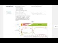 Fetal Erythropoiesis, Hemoglobin Development All Concepts For USMLE step 1