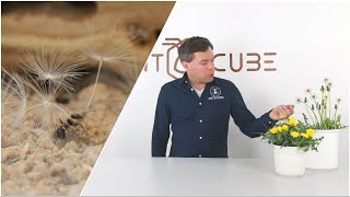 Antcube Löwenzahn Samen - Pusteblume Für Ameisen In Der Ameisenhaltung