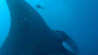 Madeira Manta Atalaia Diving Center