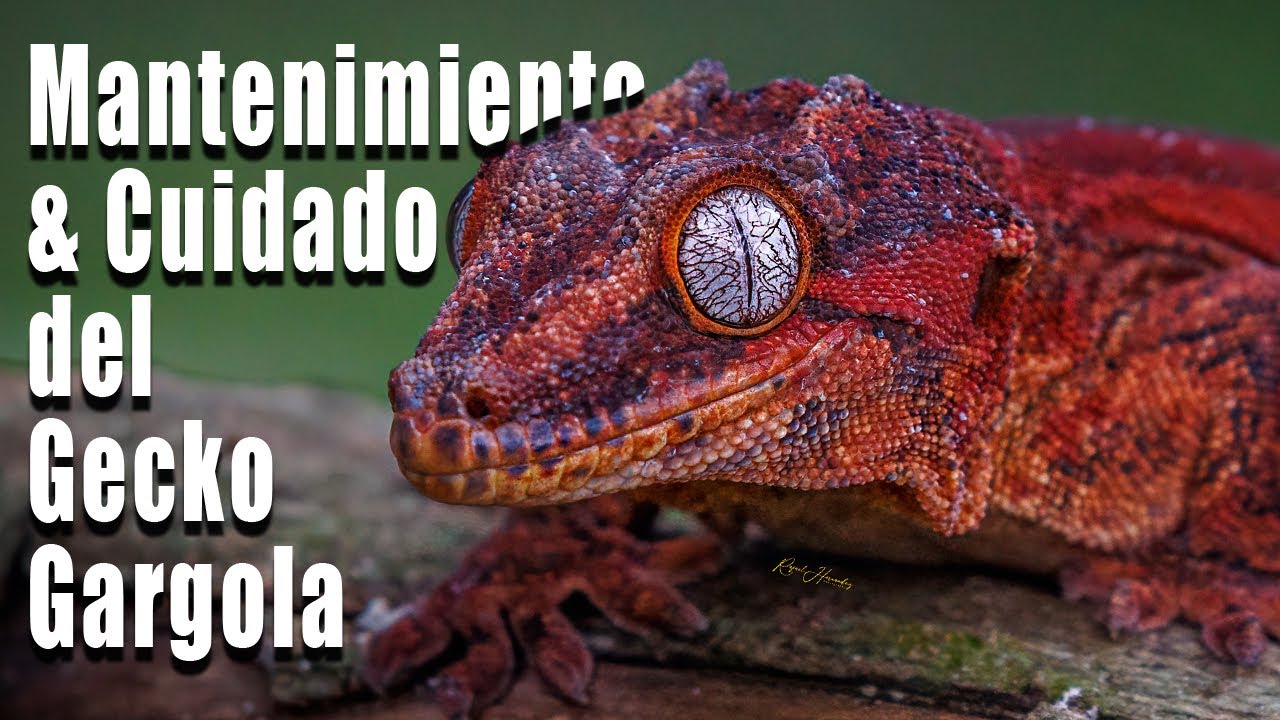 El Gecko Gargola Como Mascota. Te enseño como cuidarlos!