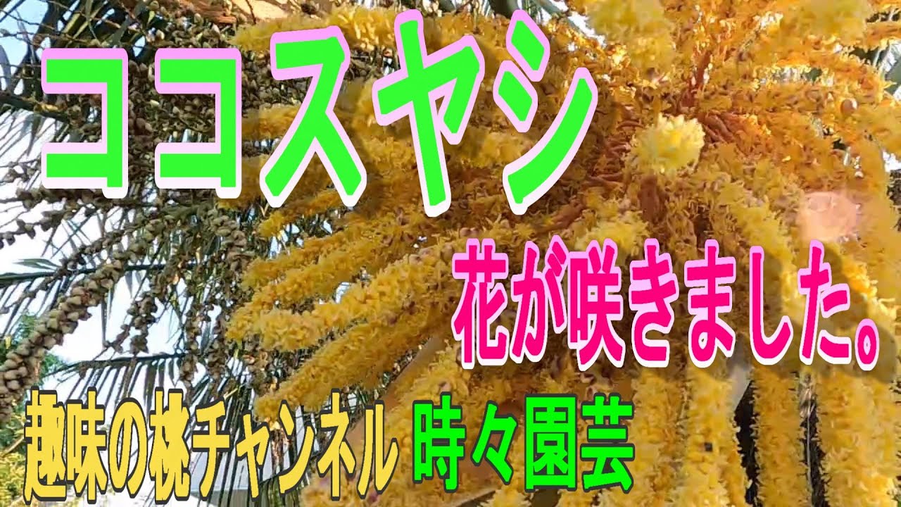 ココスヤシ】 花が咲きました。22/7/1 - YouTube