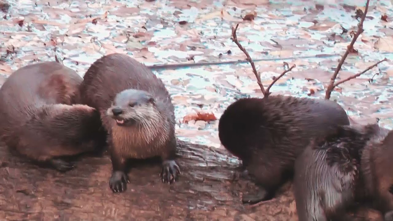 2021 River Otters in Kansas - YouTube