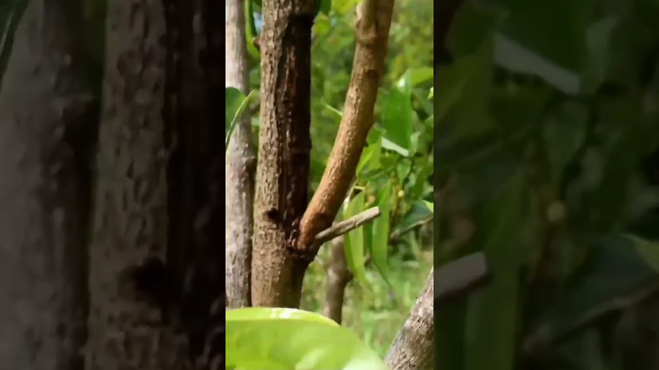 Unfruitful Nutmeg Becomes Fruitful, Here's the Proof!!!!