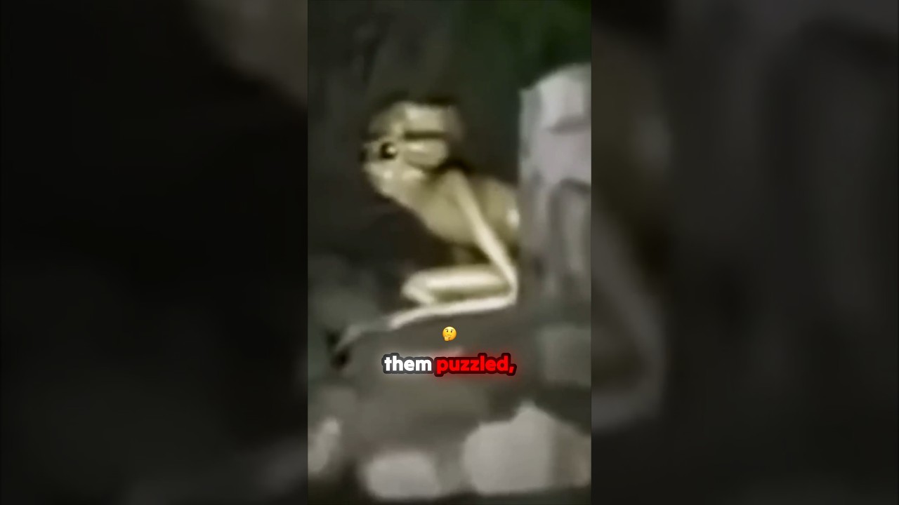 Rake Monster, Bigfoot or Insect Beings Caught on Camera?