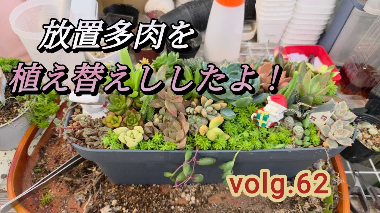 摘芯と胴切りその後】我が家のアエオニウムたち【全35品種、一気にお