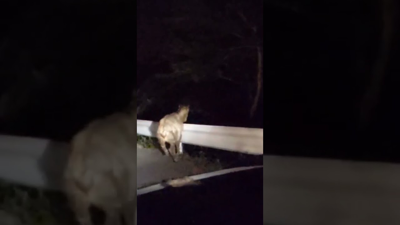 シシガミ様がいた！滝不動の近く！シカ！