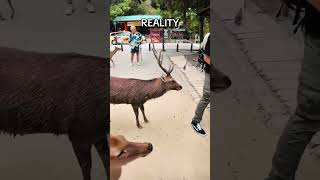 The Reality Vs. Expectation Of Nara Park Deer In Japan 🇯🇵