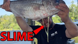 World's NASTIEST but BEST TASTING Fish! Barrel Fish Catch, Clean, & Cook Profile