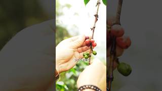 80% Of Colombian Coffee Farms Are Under 3 Hectares