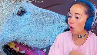 Maya gets a CLOSE UP of Timber the wolfdog on the 4K cams at Alveus