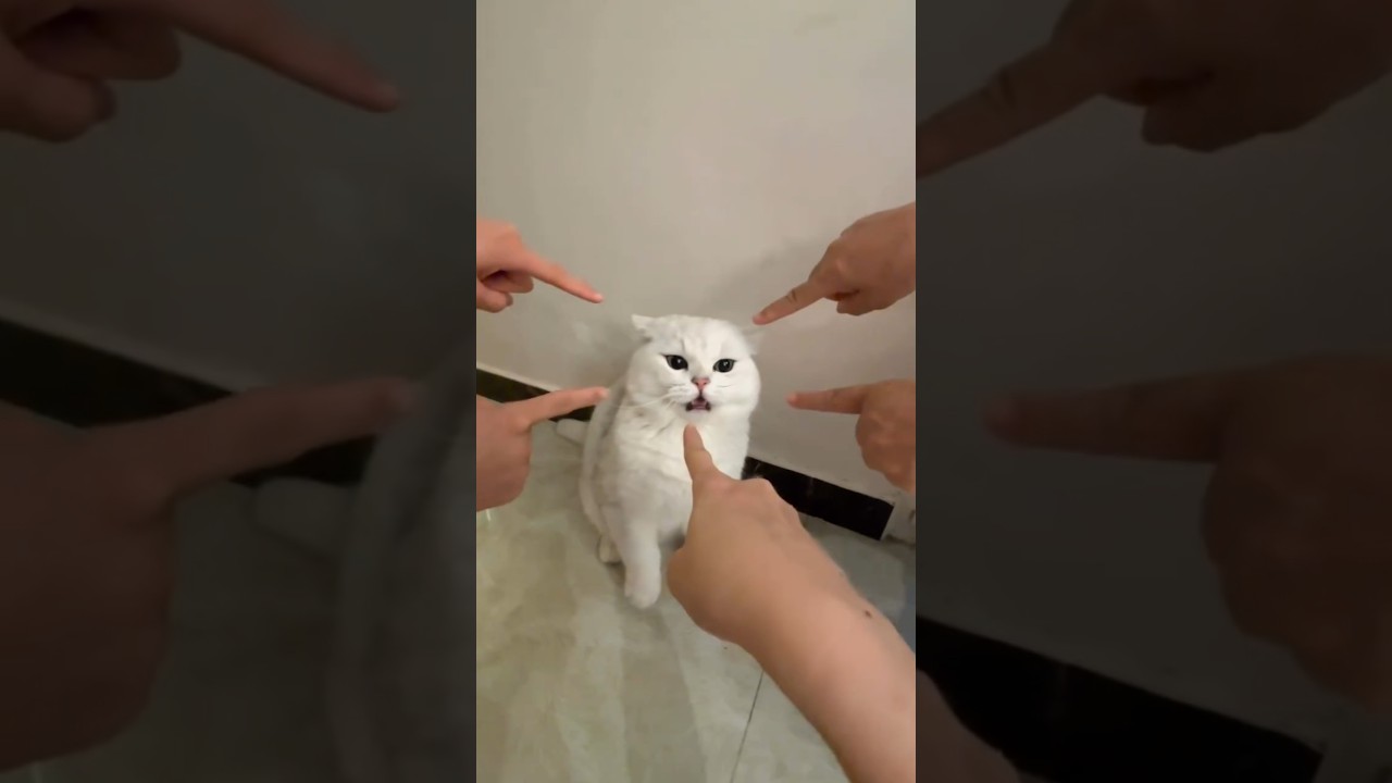 Funny Pet Fails That Will Make You Laugh Out Loud