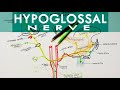 Hypoglossal nerve  course  branches  anatomy tutorial