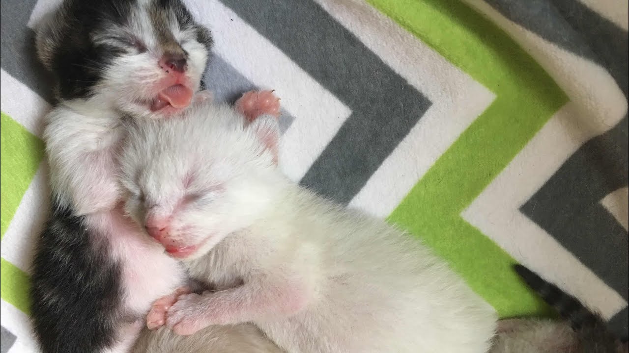 7 day old kittens