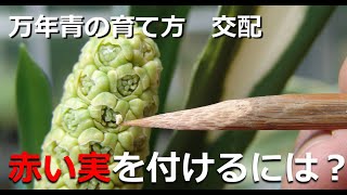 【万年青の育て方：交配の仕方　赤い実をつけるには？】万年青の交配の季節、道具、法則、花とは？実際の交配の方法、簡単な方法【万年青の豊明園】【Crossing of OMOTO】