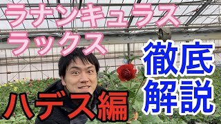 【園芸のぶチャンネル】ラックス徹底解説〜ハデス編【ガーデニング】【農業】【ラナンキュラス】【アリアドネ】