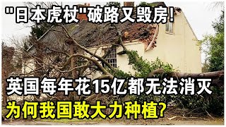 “日本虎杖”破路又毀房！英國每年花15億都無法消滅，為何我國敢大力種植？