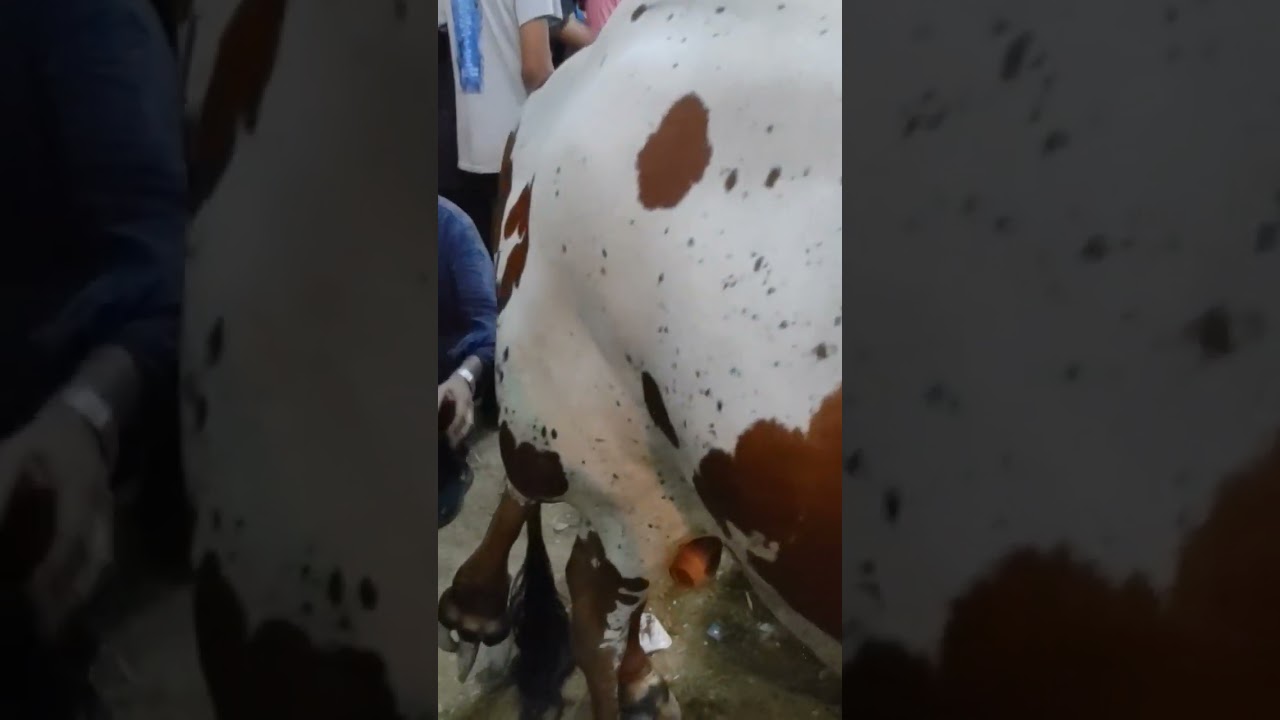 پانچ ٹانگے والابیل  سبحان اللہ 