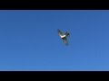 Полет голубей, атака ястреба тетеревятника