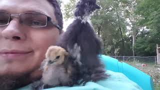 Our growing backyard flock
