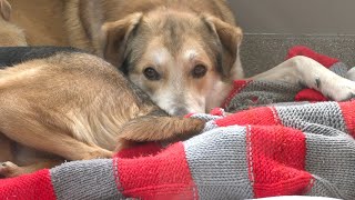 City of Las Vegas pets must be microchipped, ordinance says
