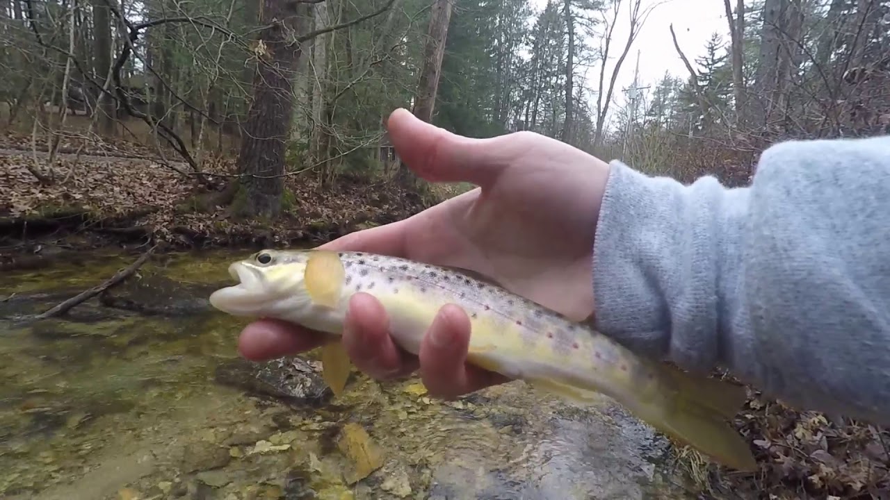 Last Minute Fish - Winter Trout Fishing 