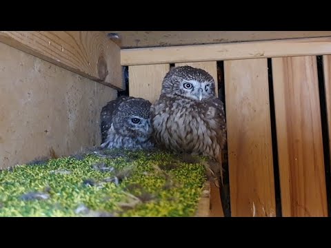 what-do-little-owls-do-when-no-one-sees-them?-owls-sing