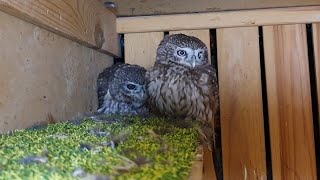 What do Little owls do when no one sees them? Owls sing