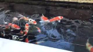 Koi Feeding with Hi Growth Food