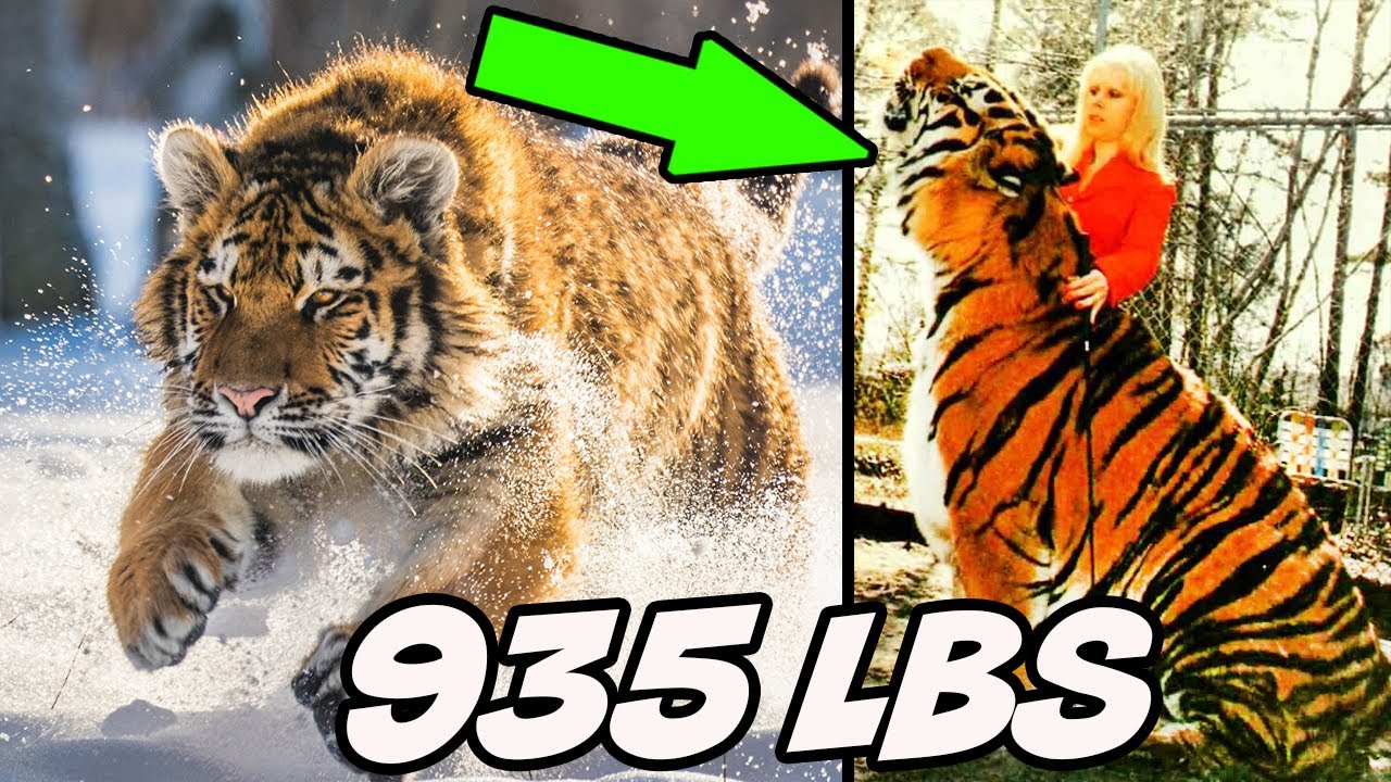 The Biggest Tiger In The World! - 10 Random Facts About Tigers