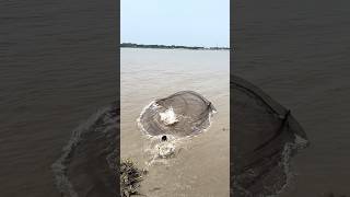 Amazing River Fishing By Castnet #amazing #riverfishing #castnet #youtubeshorts #villagelife #viral