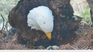 2nd Egg for Cruz and Andor  🥚🥚 for 2026!  Fraser Point Bald Eagle Nest Explore.org 2-22-26