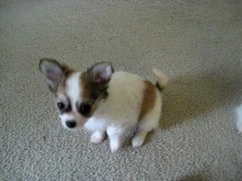 9 week chihuahua puppy