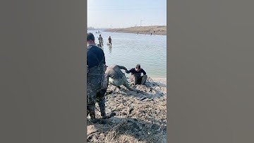 carp fishing, Cast Net Fishing Videos Catching Lot of fish by cast net  Net fishing 6