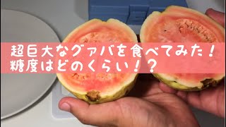 超巨大なグァバを食べてみた！ 糖度はどのくらい！？