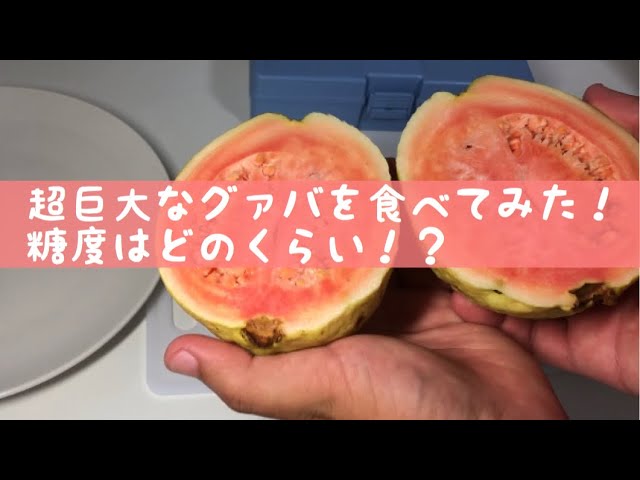 I tried eating a giant guava! How much sugar does it have? - YouTube