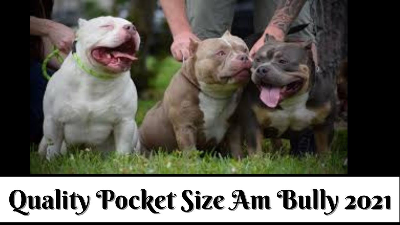Pocket size american bully pocket size american bully puppies