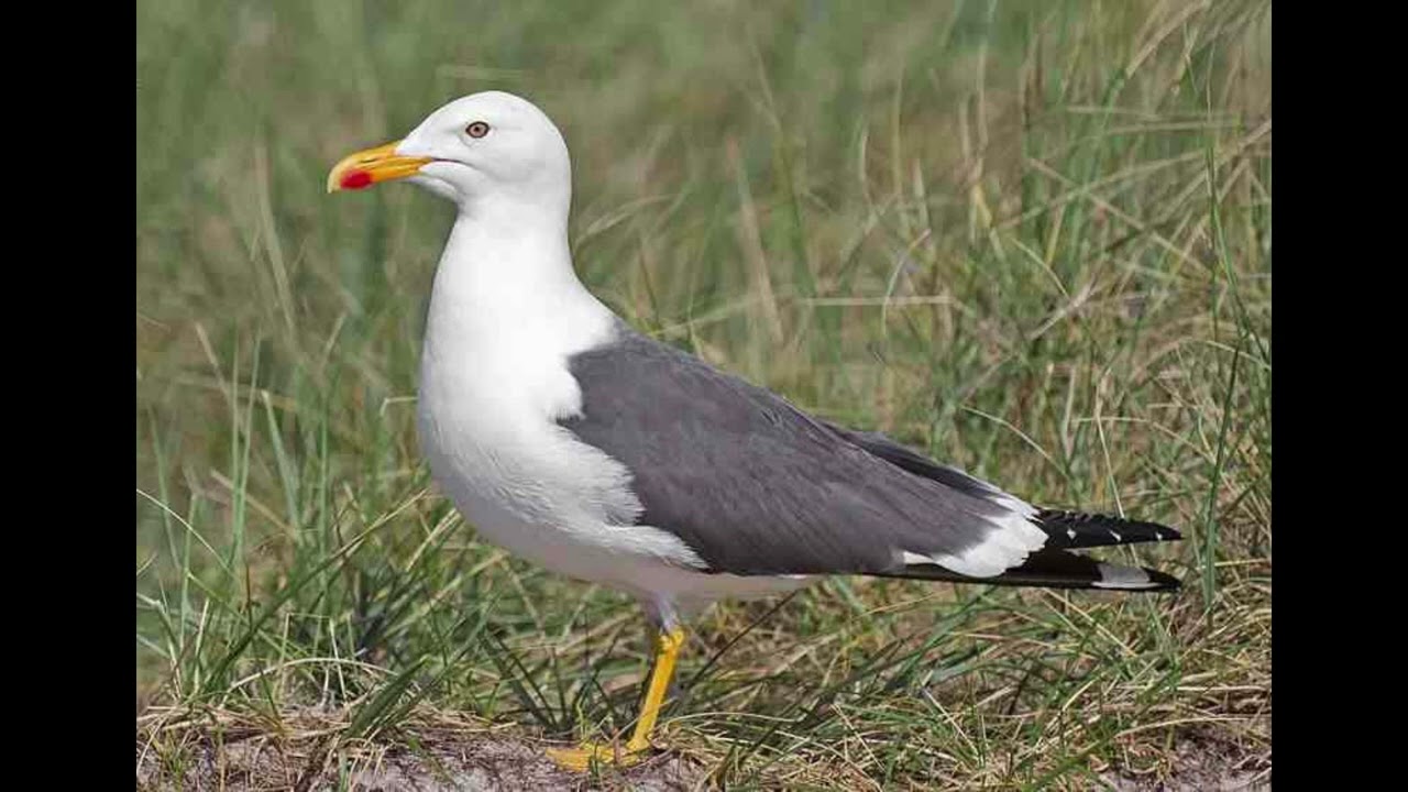 Lesser Black Backed Gull Bird Call
