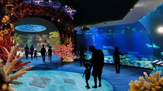 Zoo Tours: The Award Winning Wild Reef | Shedd Aquarium (60 FPS)